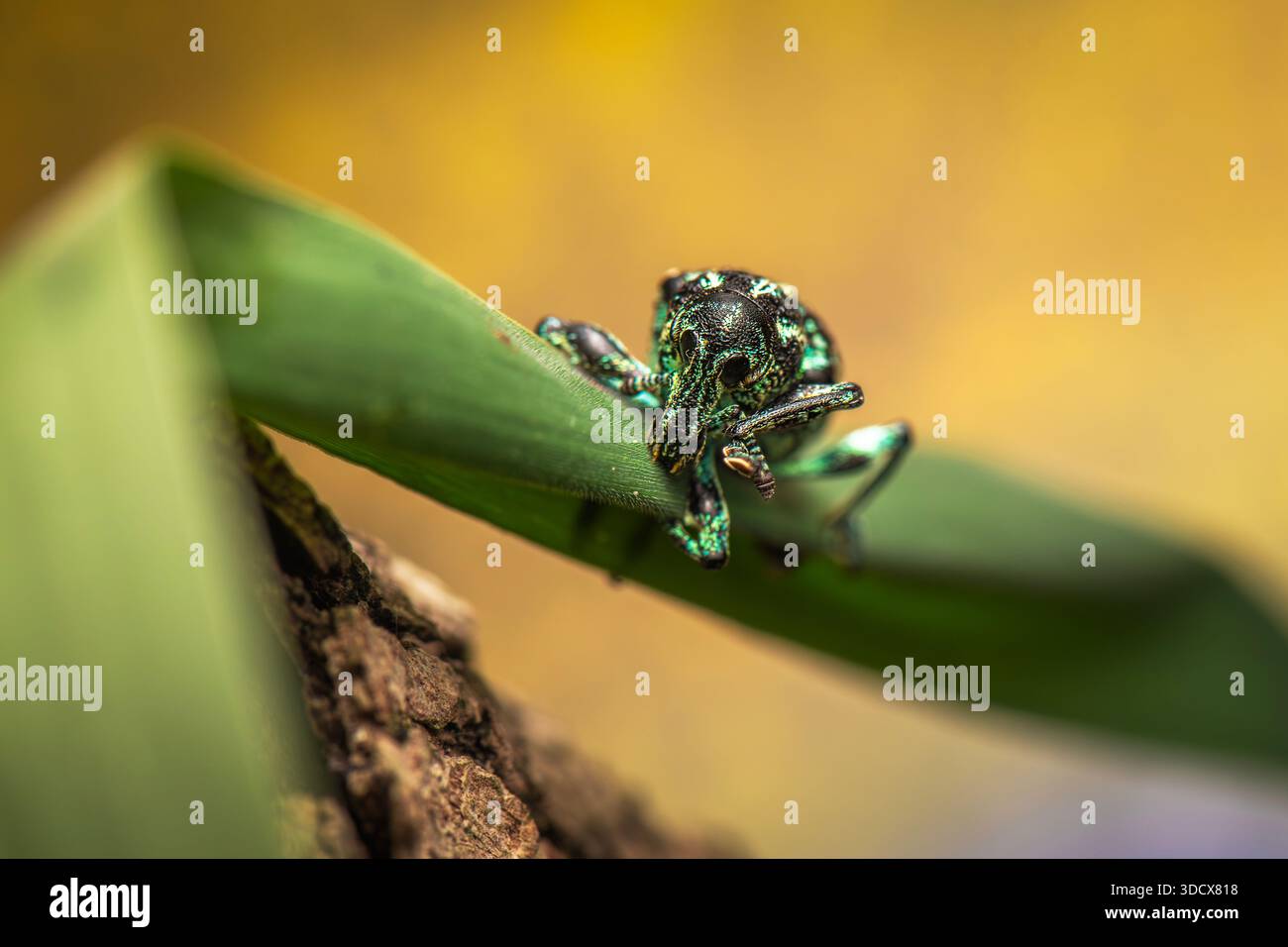 The Botany Bay diamond weevil or Chrysolopus spectabilis, also known as ...