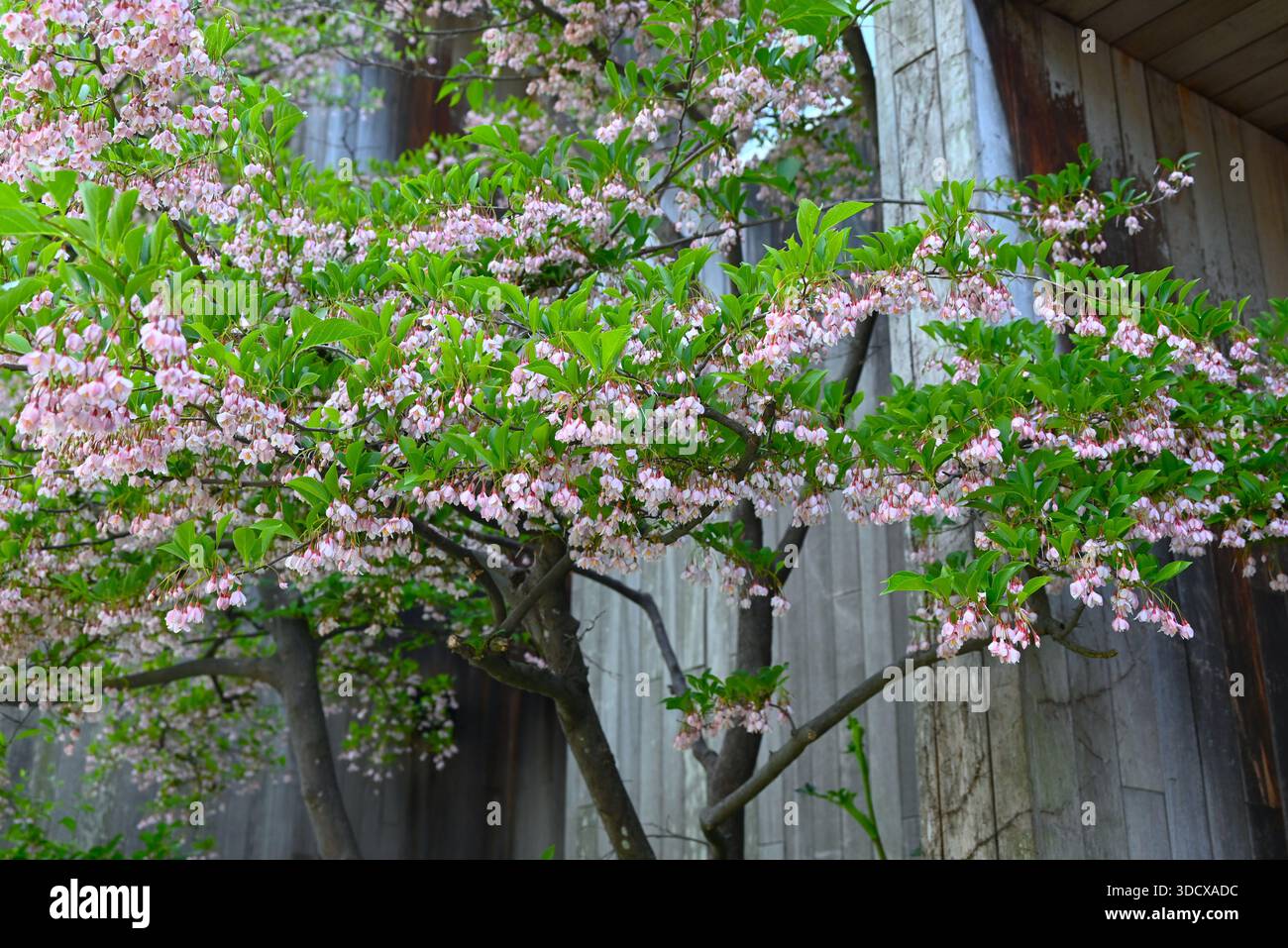 Japanese snowbell ( Styrax japonica ) flowers. Styracaceae