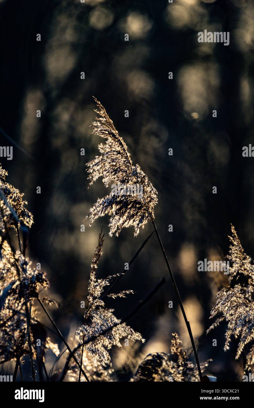 Slender plant structure hi-res stock photography and images - Alamy