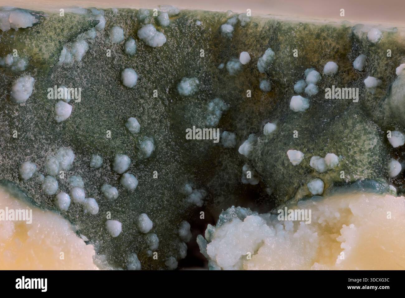 Extreme close up view of edible greenish-blue mold on soft blue cheese. Stock Photo