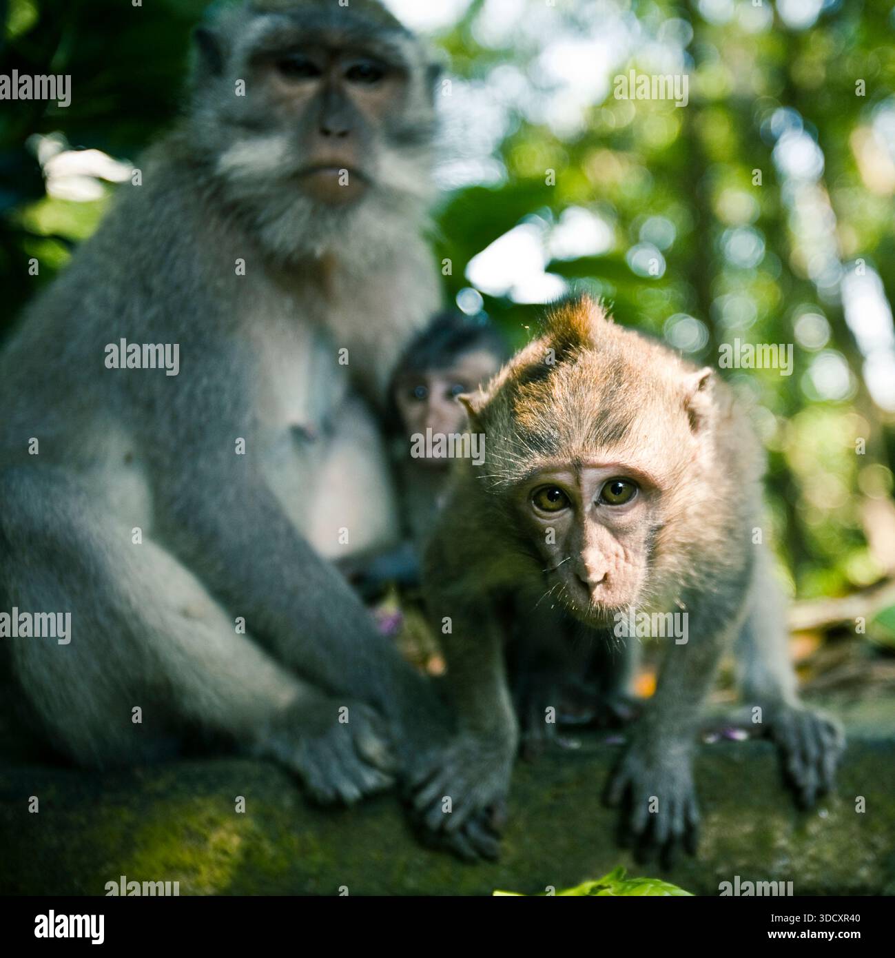 Three monkey hi-res stock photography and images - Alamy