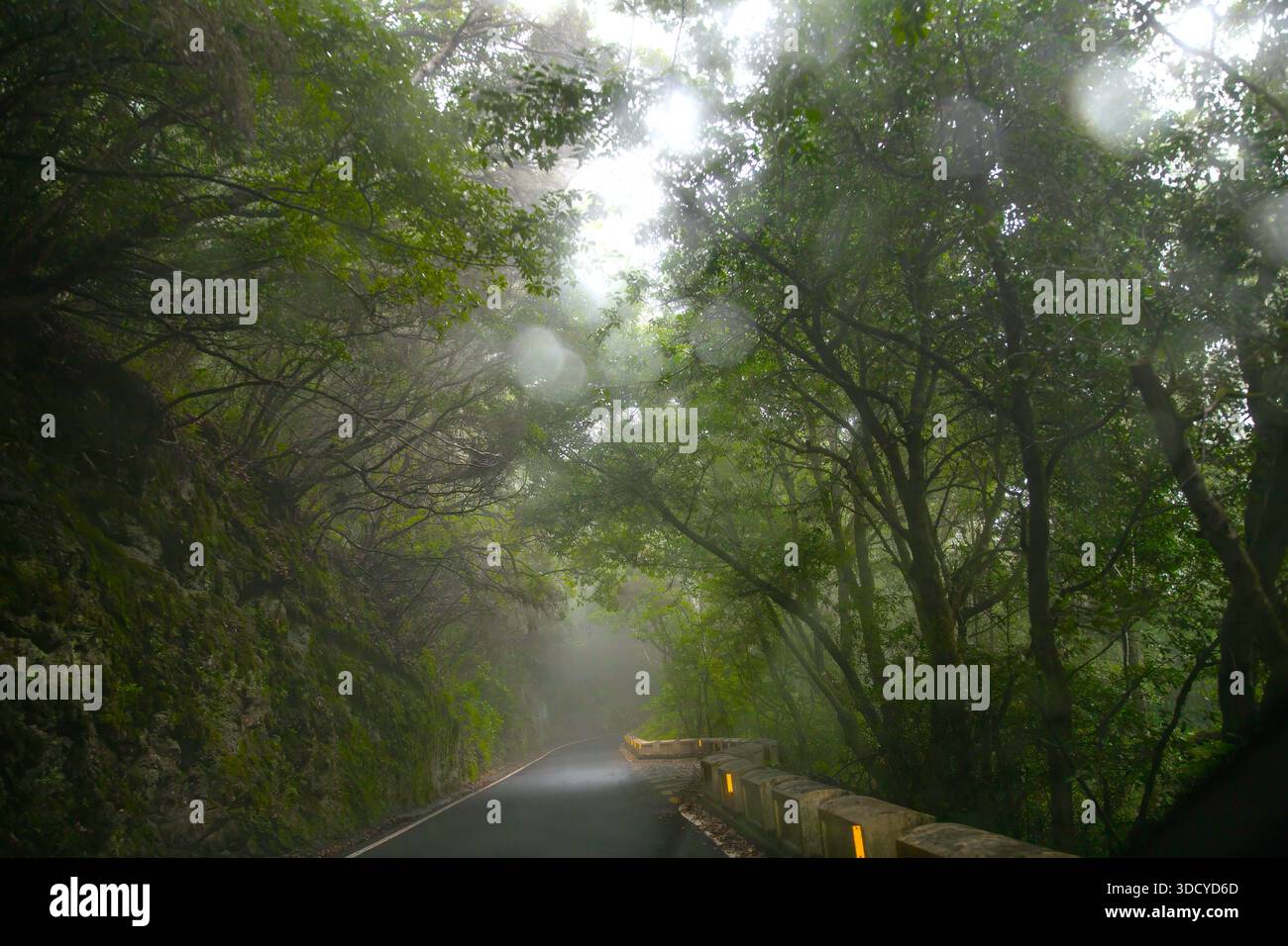 Misty forest road winding through green trees creating mysterious travel atmosphere Stock Photo