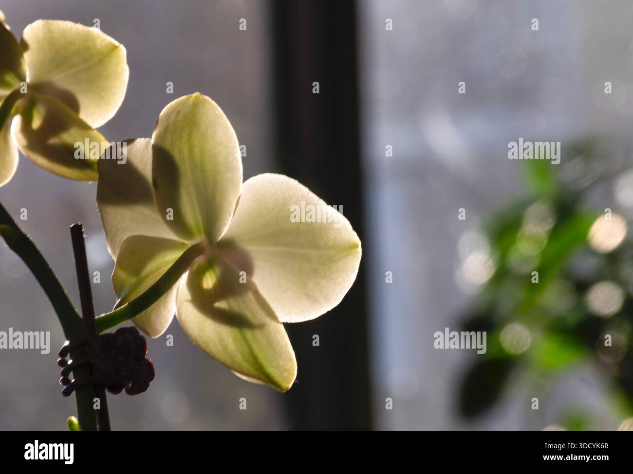 Moth Orchids in soft light Stock Photo