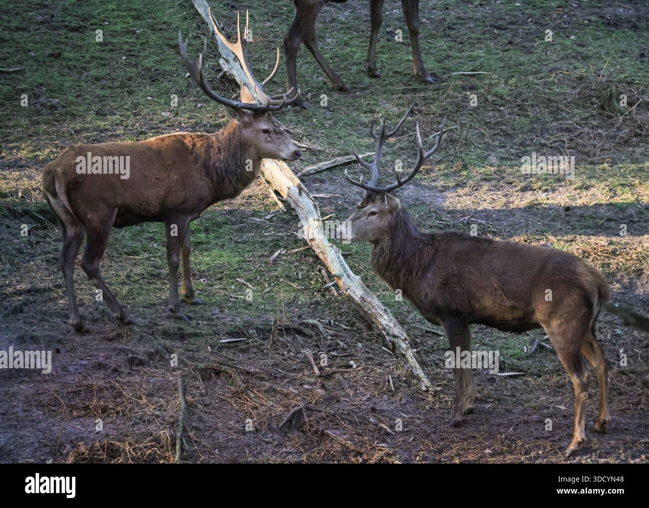 Can Elk Survive in Forests Or Grasslands? Survival Guide