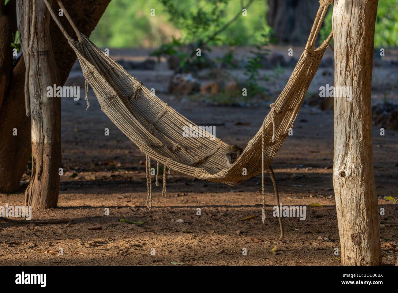 green monkey, Chlorocebus sabaeus Stock Photo