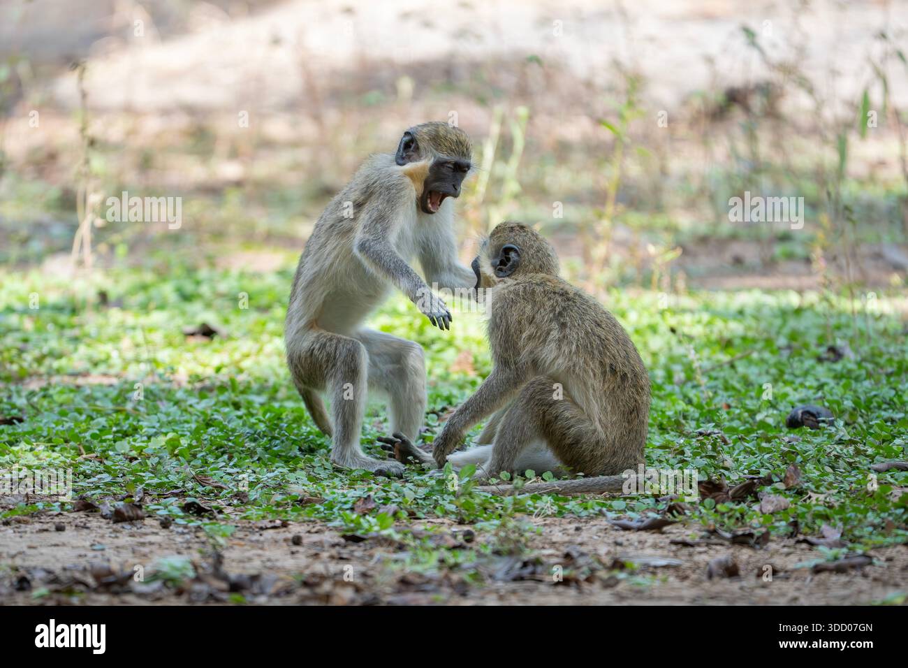 green monkey, Chlorocebus sabaeus Stock Photo