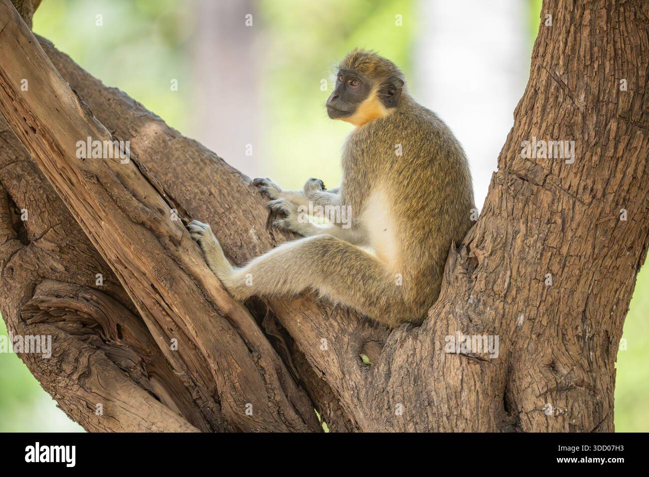 green monkey, Chlorocebus sabaeus Stock Photo