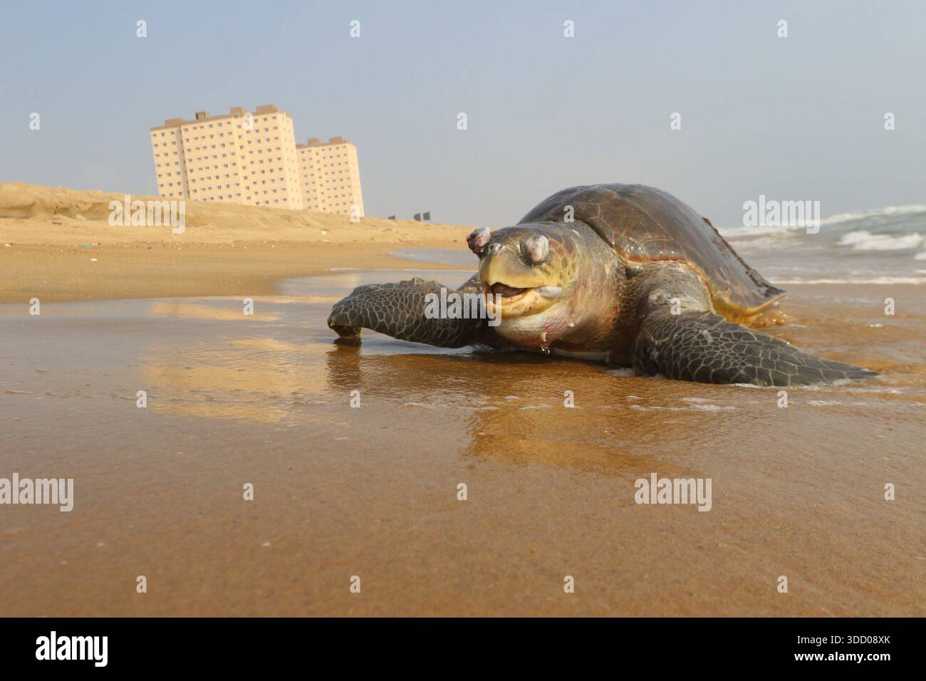 Nature & Environment A dead Olive Ridley turtle washed ashore at Marina ...