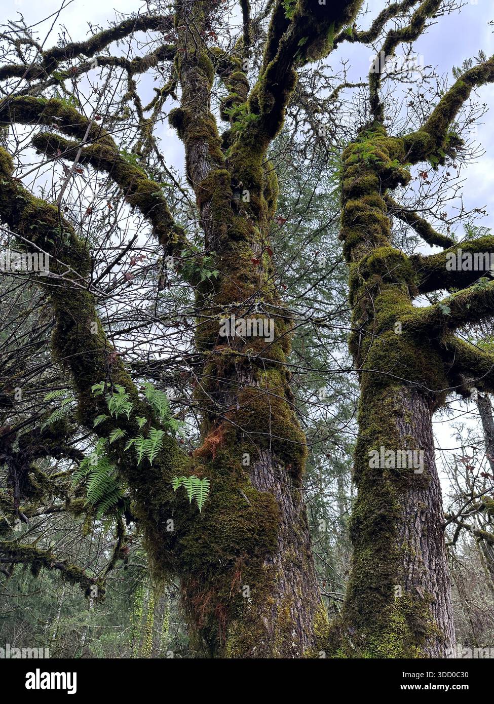 Trees covered with moss and ferns in a forest in Oregon. - Smartphone Captured Stock Image