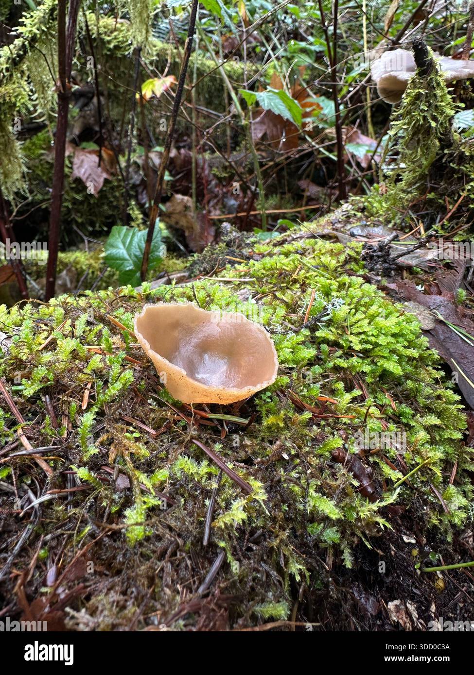 A layered cup mushroom on a fallen tree in a forest. Stock Photo