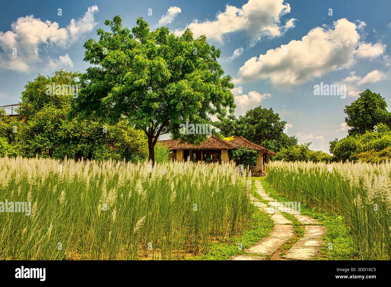 village-landscape-in-khajuraho-district-of-madhya-pradesh-fully