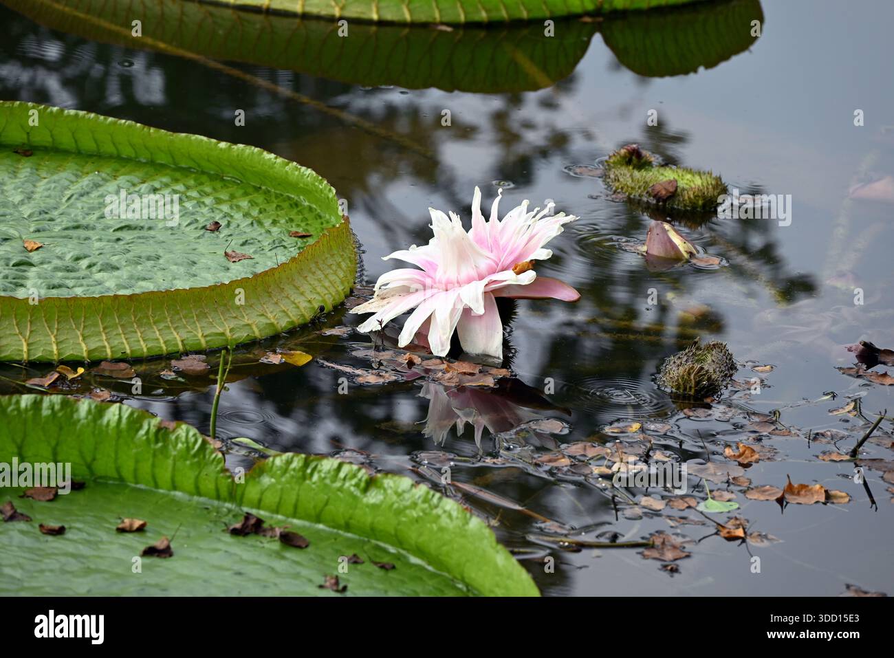 big-pink-lily-close-up-hi-res-stock-photography-and-images-alamy