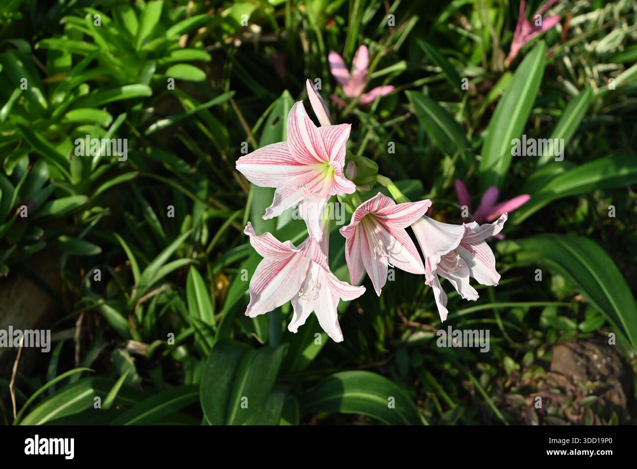 Hippeastrum reticulatum hi-res stock photography and images - Alamy