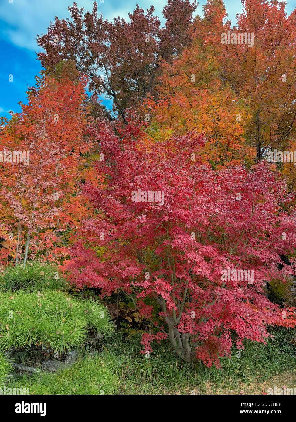 Kobe, Hyogo Prefecture, Japan. Bright red Japanese maple (momiji) surrounded by orange and yellow autumn foliage in a garden setting. - Smartphone Captured Stock Image