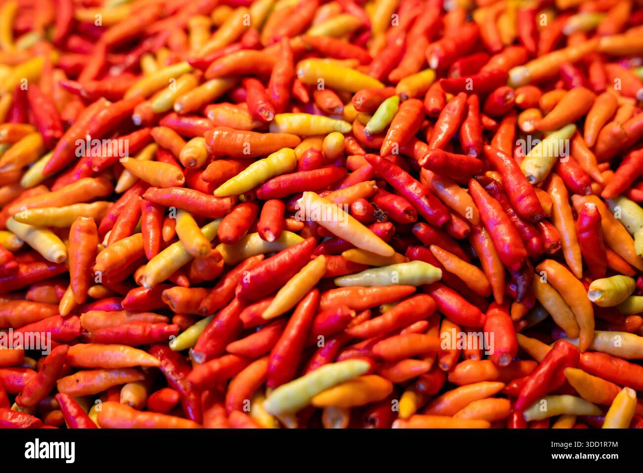 Close up fresh jalapeño hi-res stock photography and images - Alamy