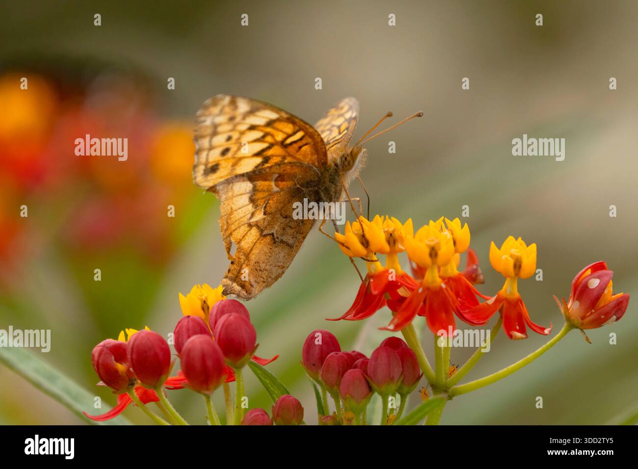 Butterfly, National Butterfly Center, Texas Stock Photo - Alamy