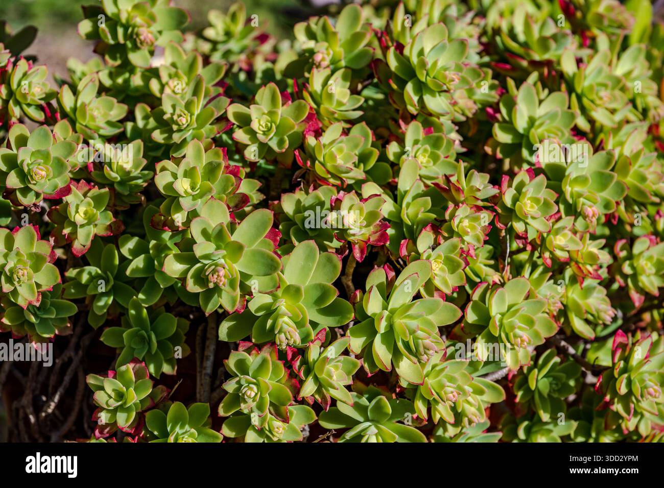 Echeveria is a genus of succulent plants belonging to the Crassulaceae  family, native to Central and South America Stock Photo - Alamy