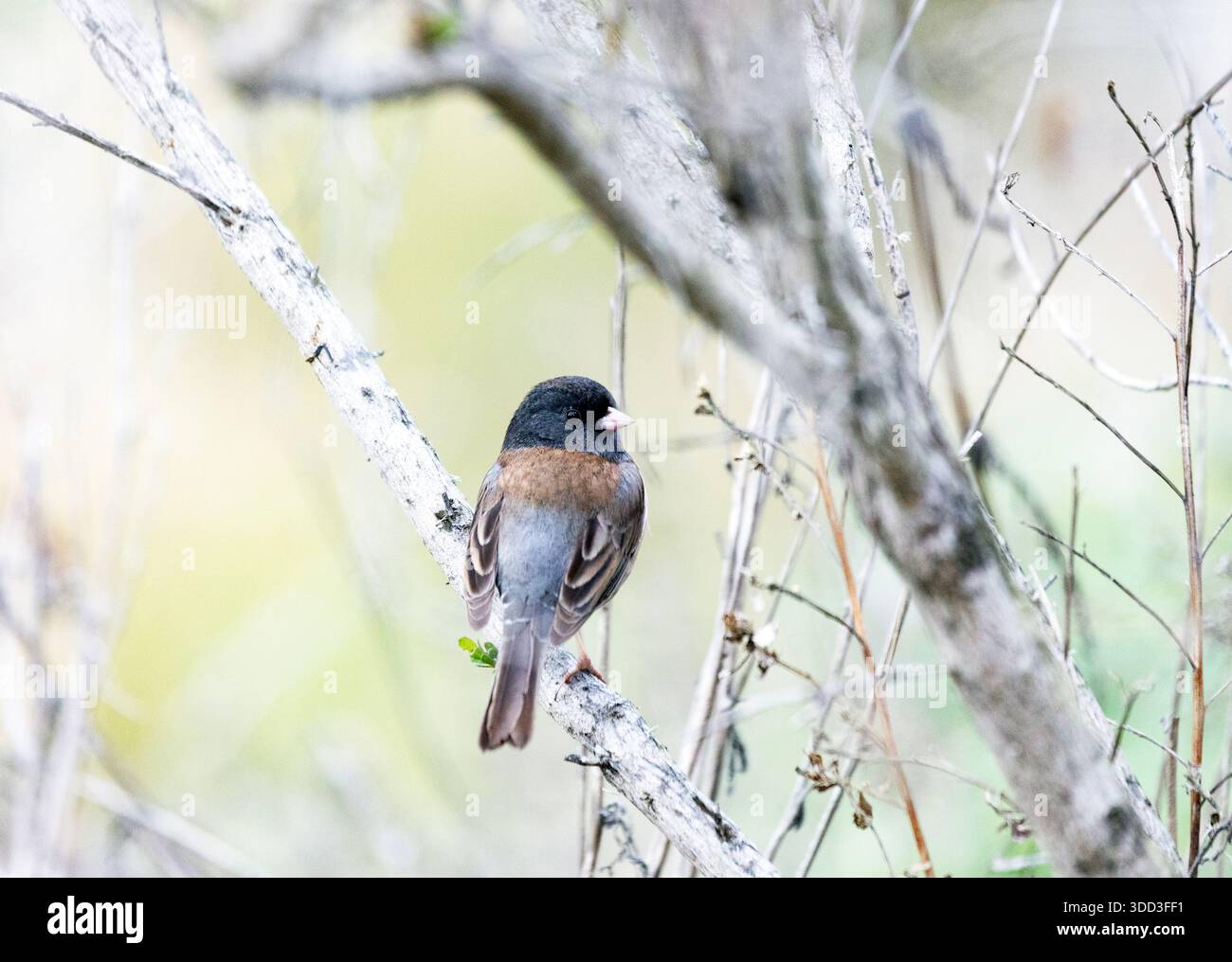 Dark eyed Junco in Tree Stock Photo