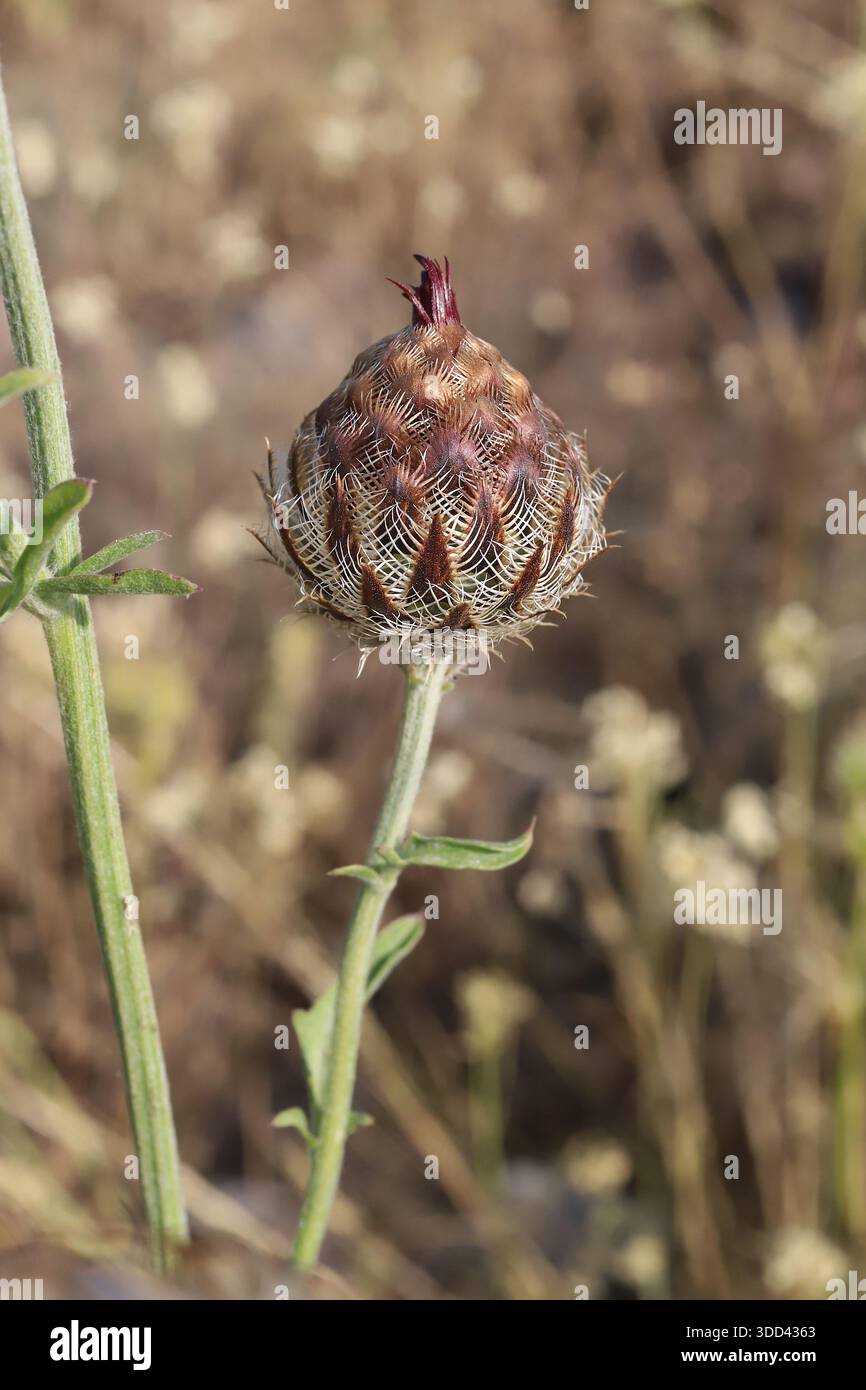 Centaurea calocephala, Compositae. Wild plant shot in summer Stock Photo