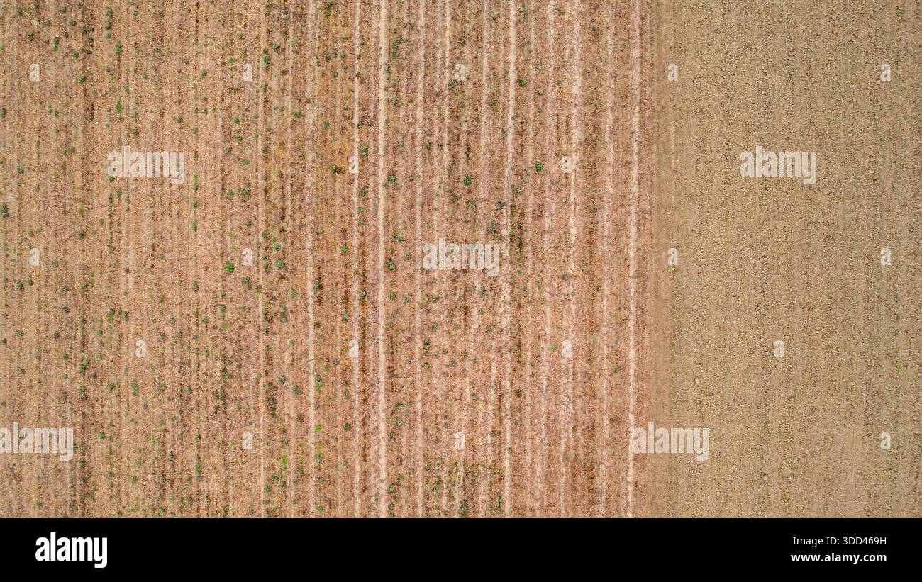 Arid agricultural field drying under sunlight, displaying textured ...