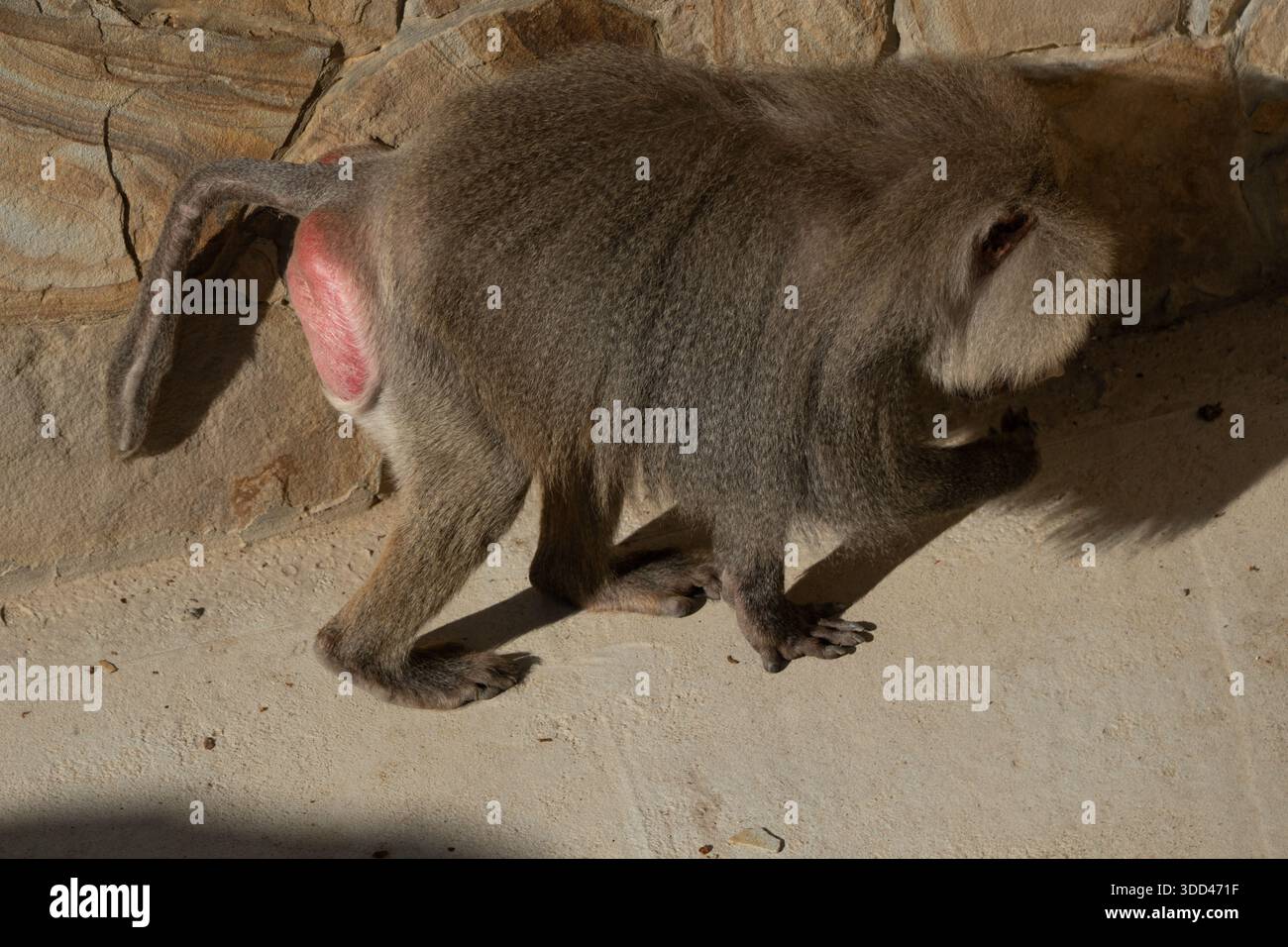 Baboon Rear View Baboon buttocks hi-res stock photography and images - Alamy