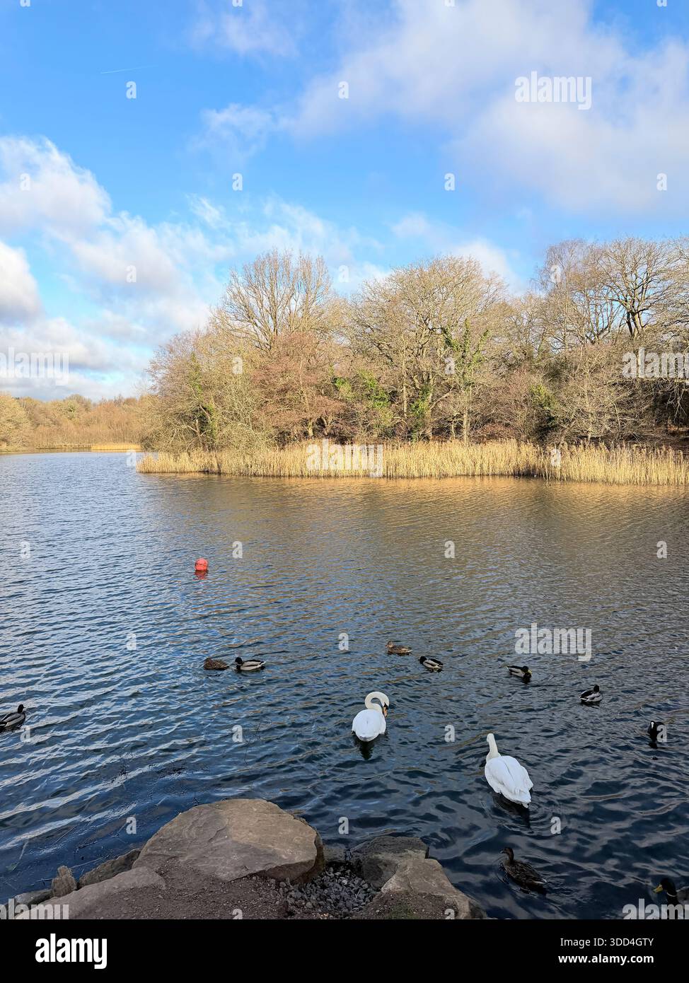 Cannop Ponds in the Forest of Dean, Gloucestershire. UK - Smartphone Captured Stock Image
