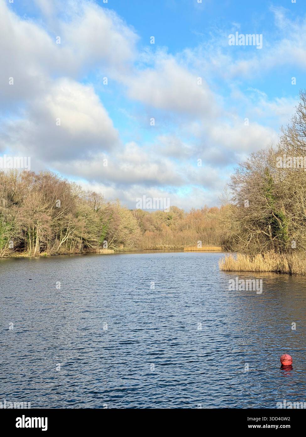 Cannop Ponds in the Forest of Dean, Gloucestershire. UK - Smartphone Captured Stock Image