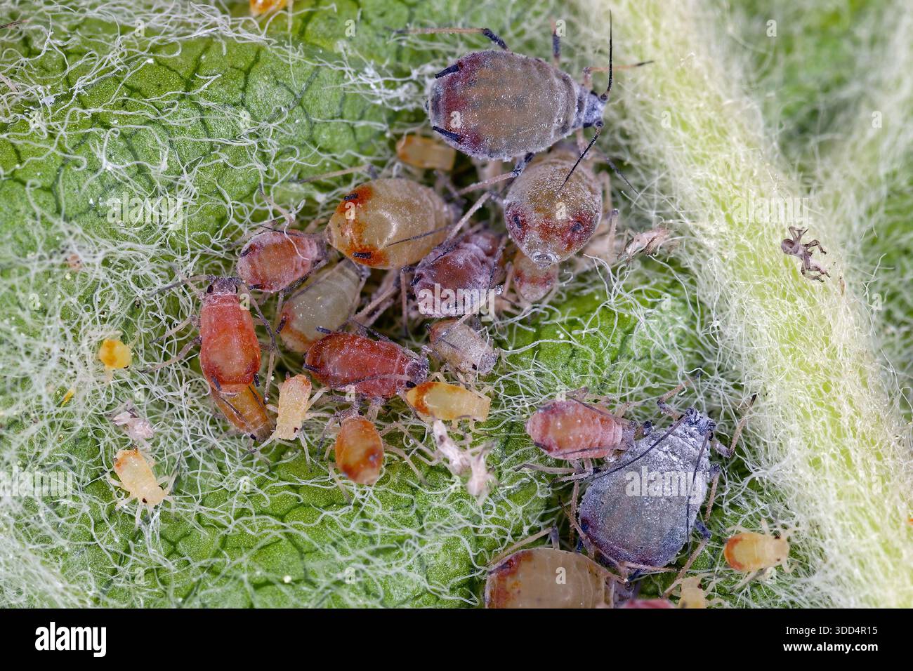 Various forms of wingless insects of the species Rosy apple aphid ...