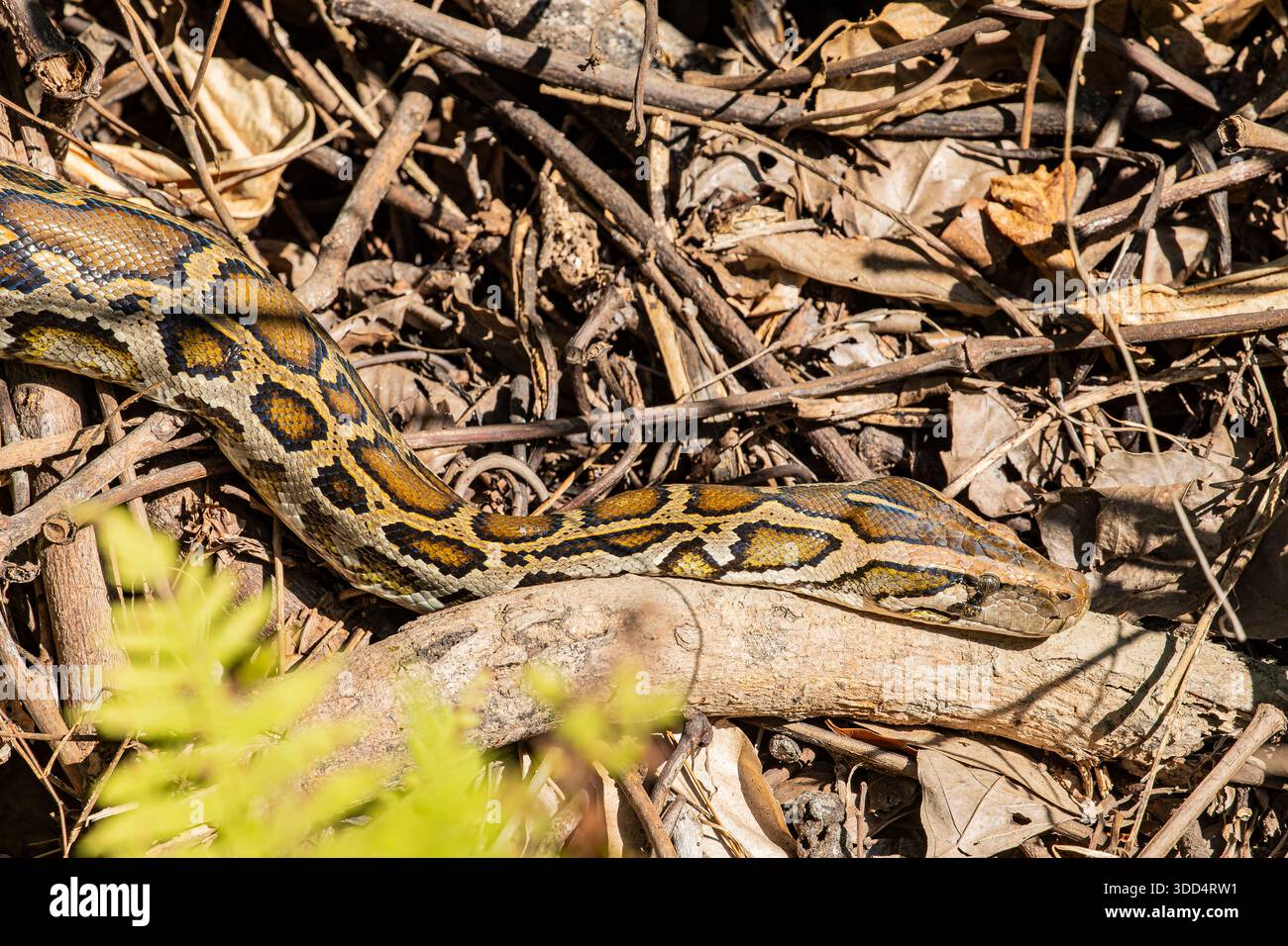A Burmese python (Python bivittatus) basks in the grass at Kaziranga National Park, Assam, India, lying motionless as it absorbs warmth from the sun. Stock Photo