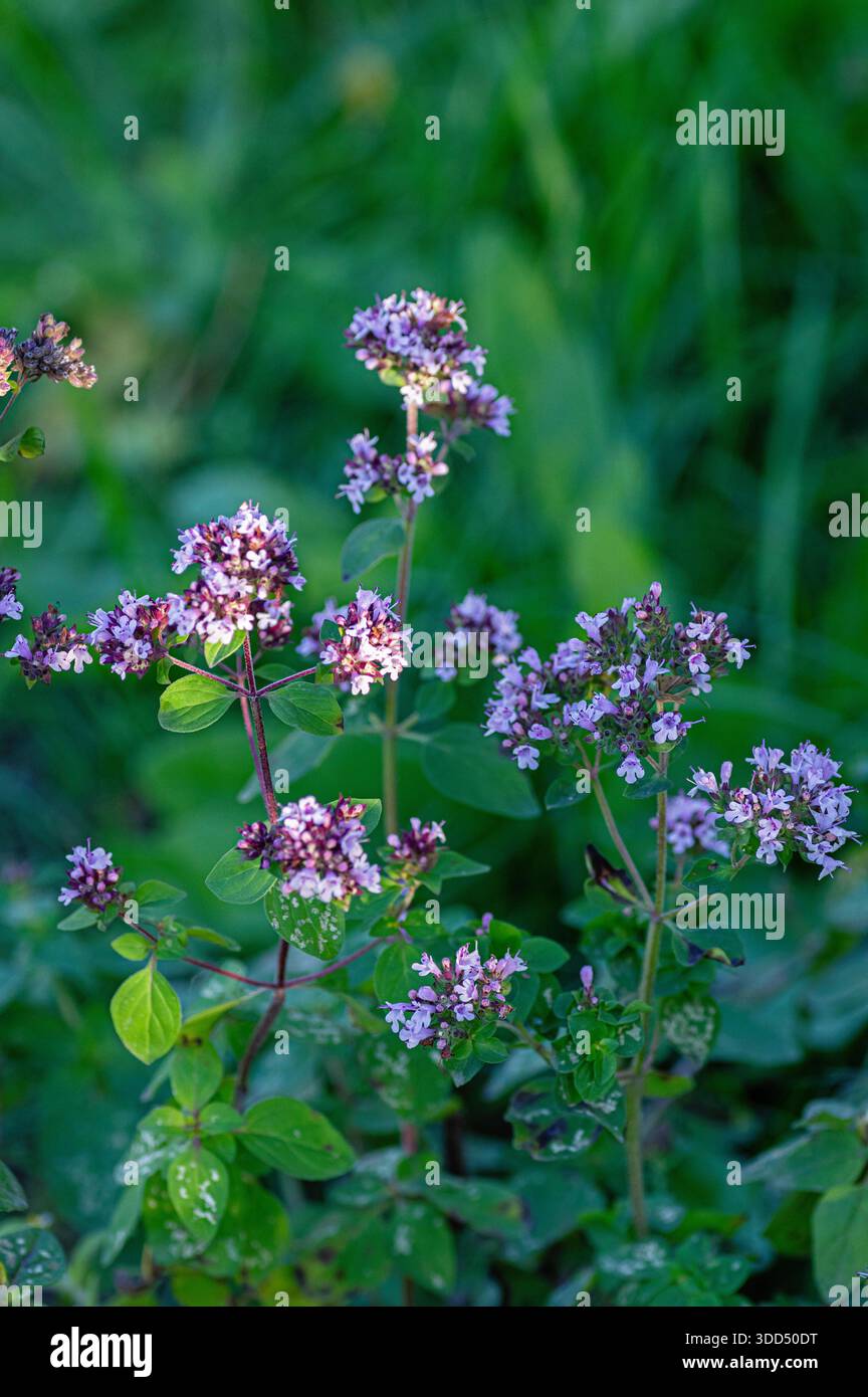 aronia berry plant Berry Scape™ Red Aronia main image 0