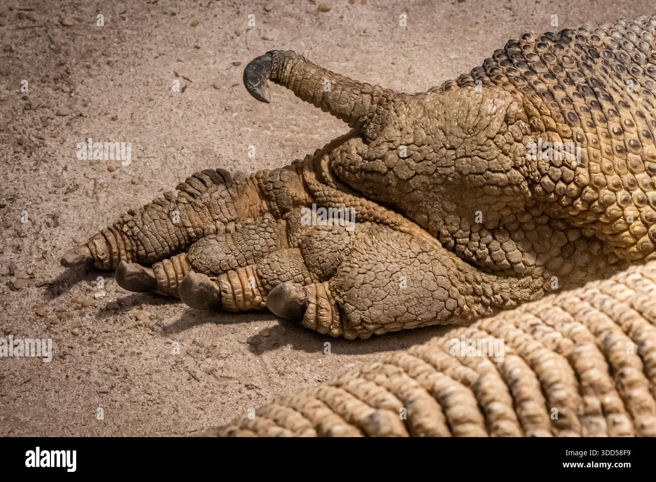 one of the largest reptile groups with over 6,000 species. A lizard ...