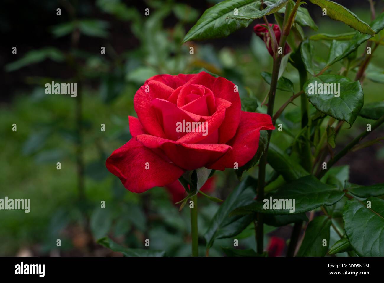 A Cinnamon Dolce Rose flower growing  in the garden. United States. Stock Photo