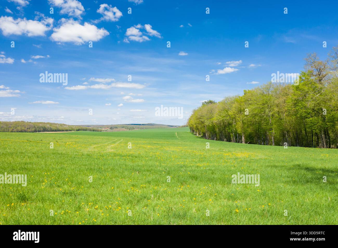 Serene forest meadow wildflowers hi-res stock photography and images ...