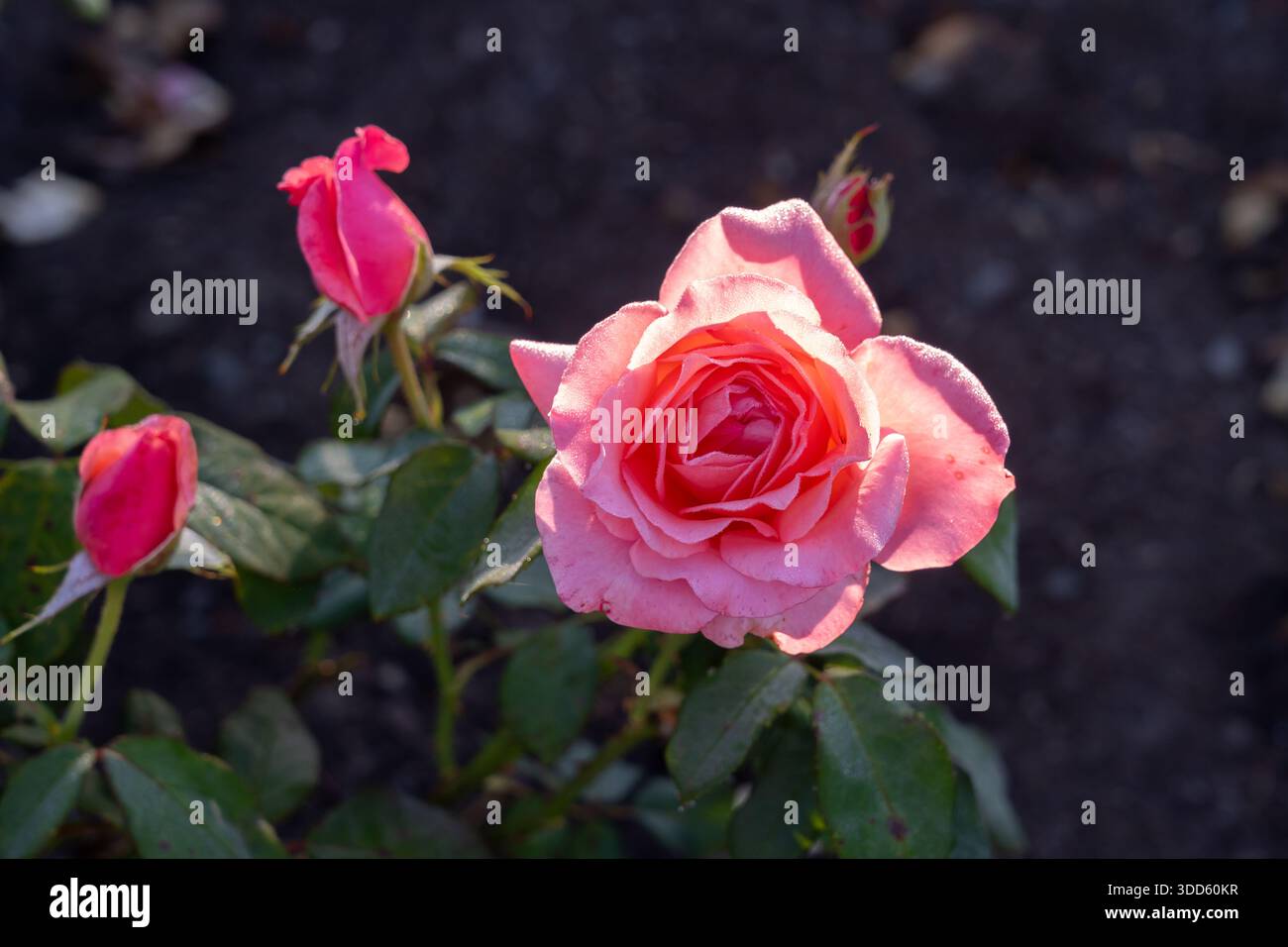 Lovely Lady rose in the garden. New Zealand, 2024. Stock Photo