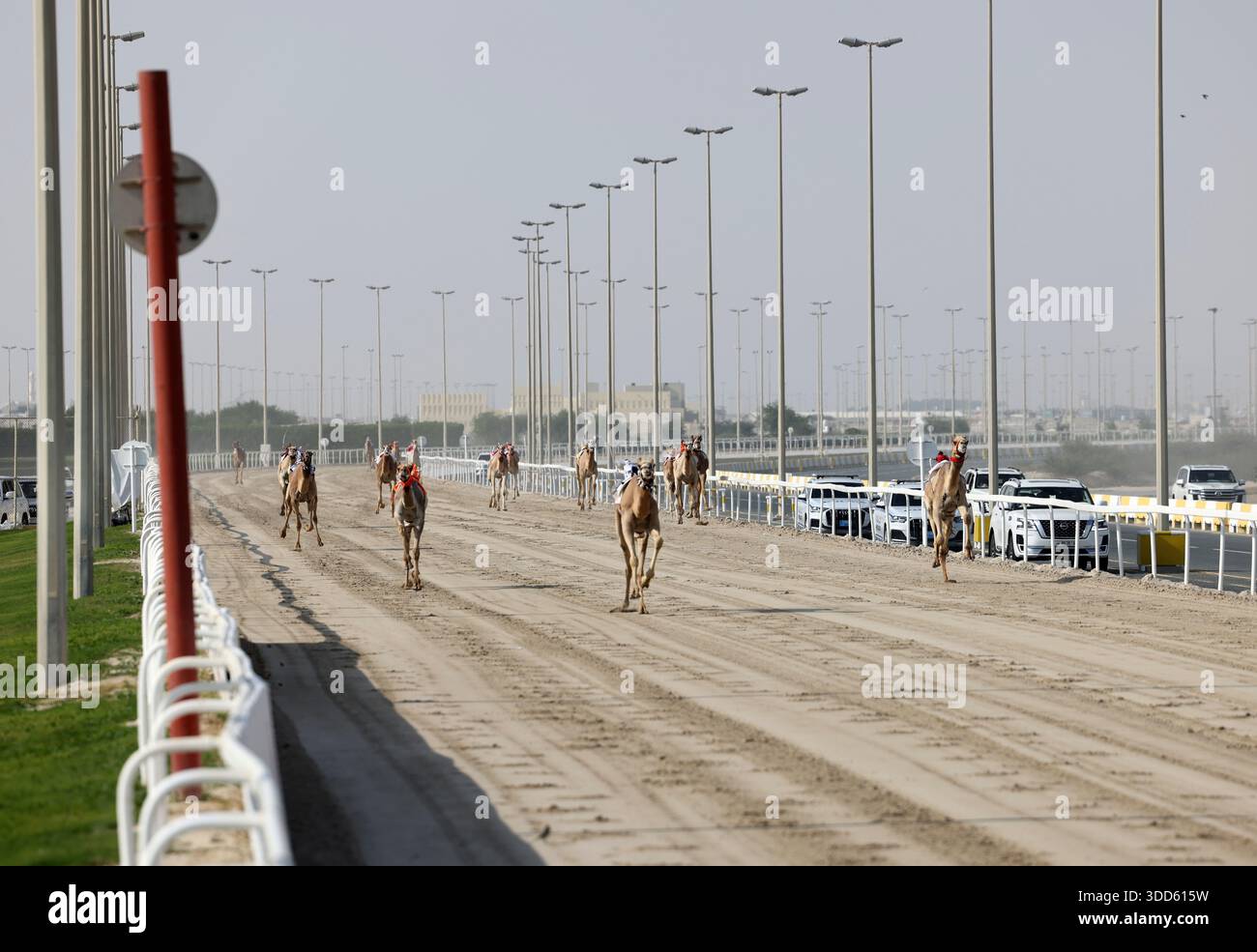 Camel Racing Track Doha, Qatar. 28th Dec, 2025. The camels and their handlers are ...