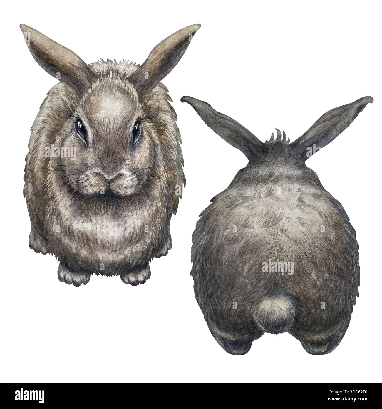 Set of fluffy gray rabbits isolated on a white background with front ...