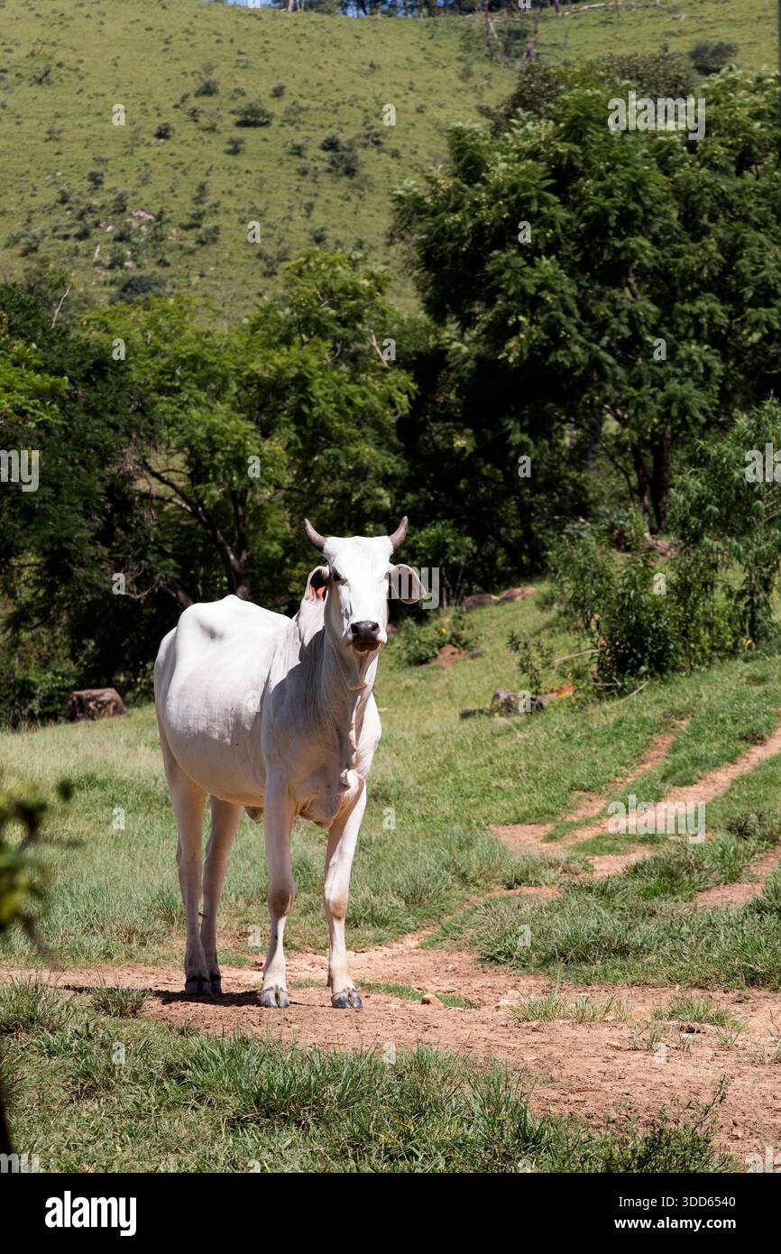 Closeup of Nelore cattle on green grass. Sao Paulo state, Brazil Stock Photo