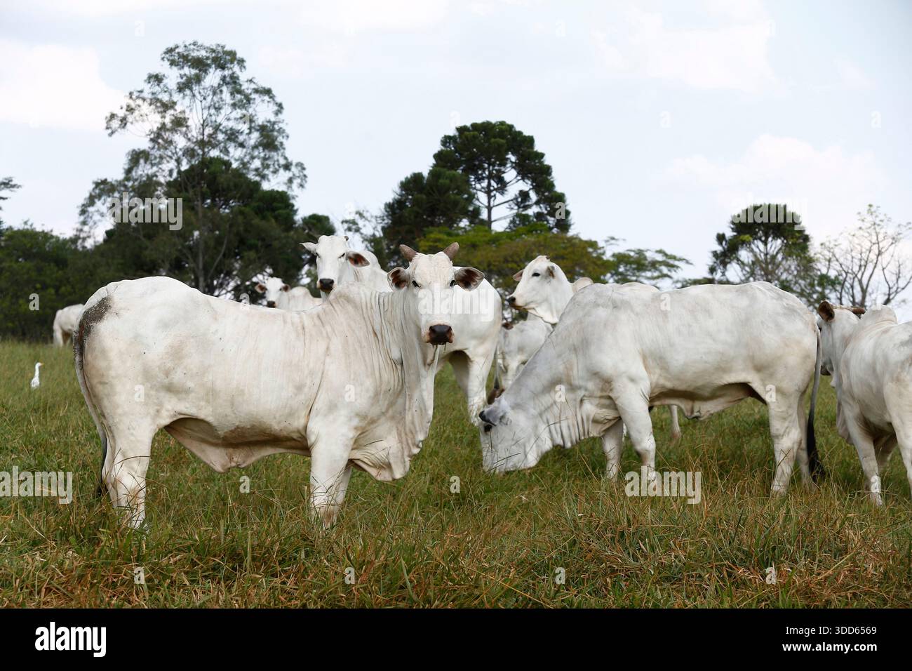 Closeup of Nelore cattle on green grass. Sao Paulo state, Brazil Stock Photo