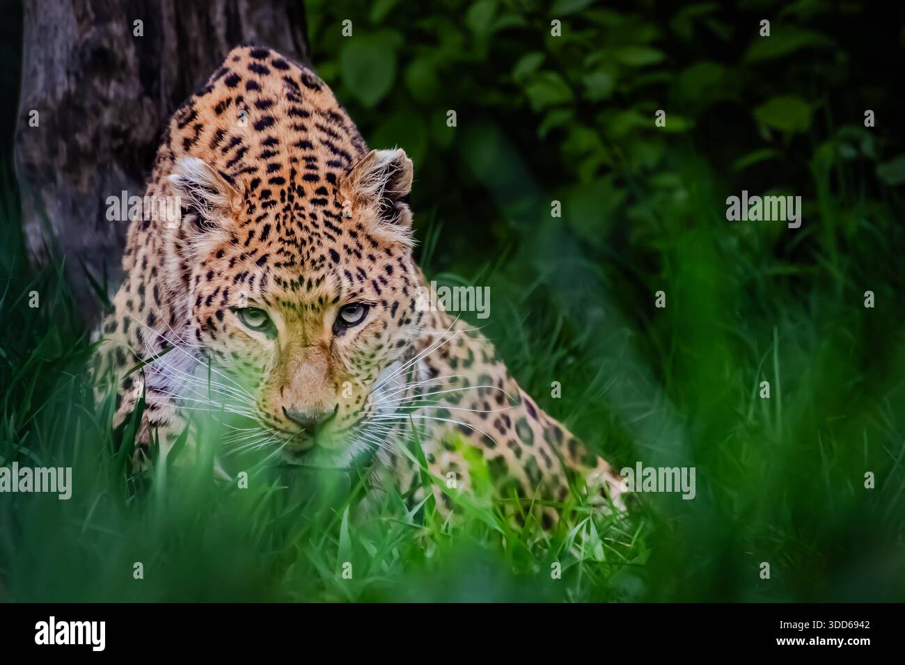 Photo inspiration: Modistic Comment Approaching Cages Reference: Tiger Approaching Wild Animal Hi Res Stock Photography And Images