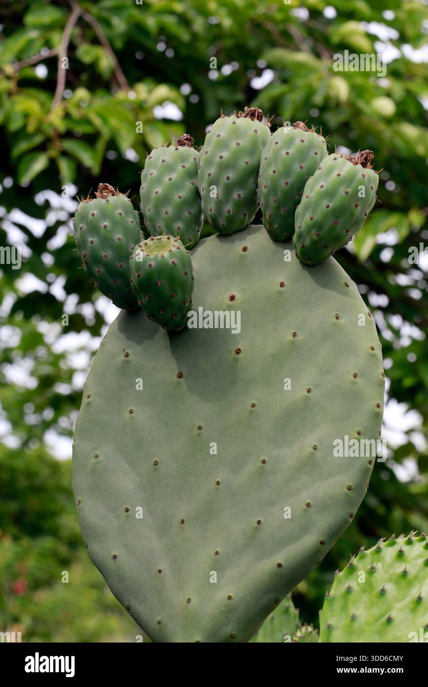 Indian fig opuntia tree closeup, a species of cactus, with unripe fruits.  Sao Paulo city, Brazil Stock Photo - Alamy