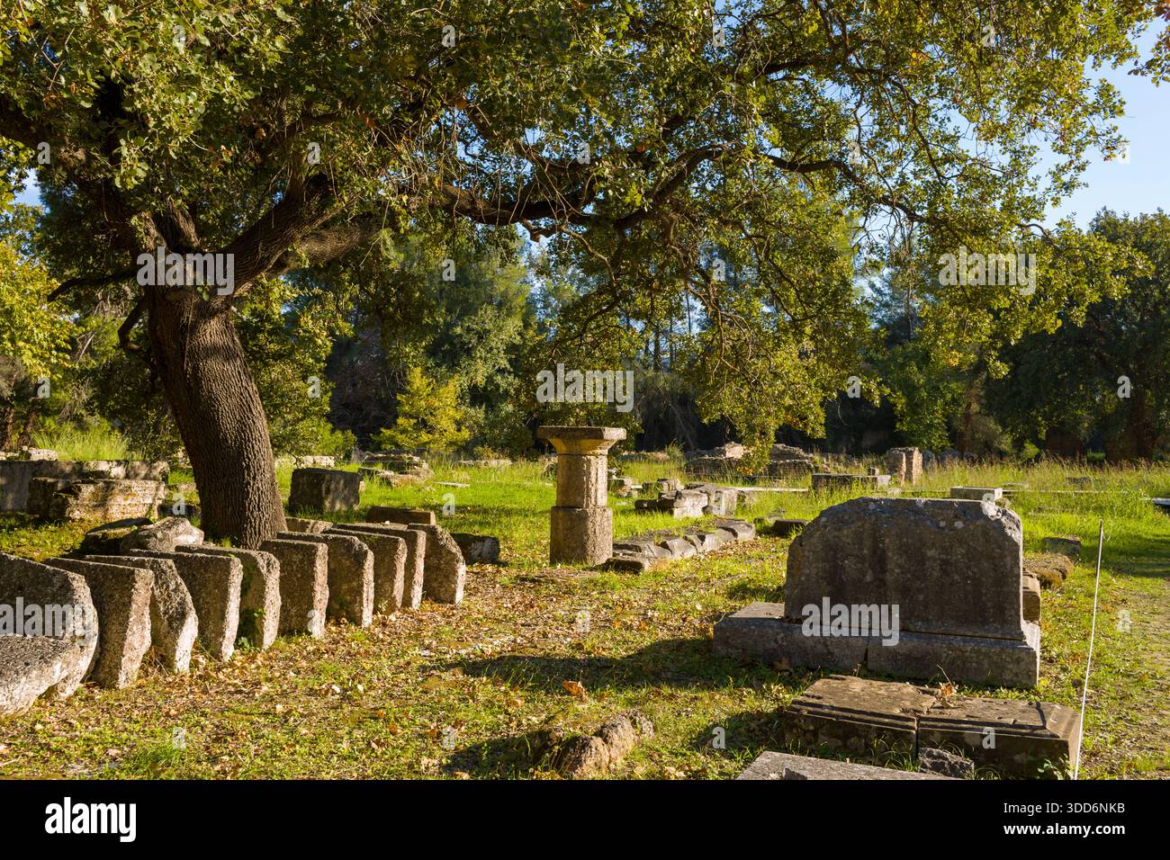 Lush base of broad hi-res stock photography and images - Alamy