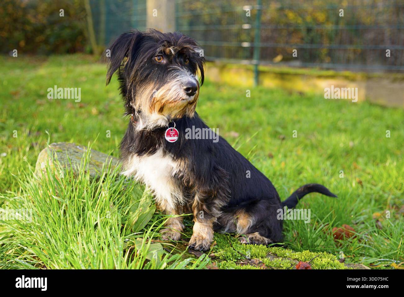 A dog sitting in the grass in the sun, mixed breed, wire-haired dachshund terrier-Havanese mix, male, Ilsede, Lower Saxony, Germany Stock Photo