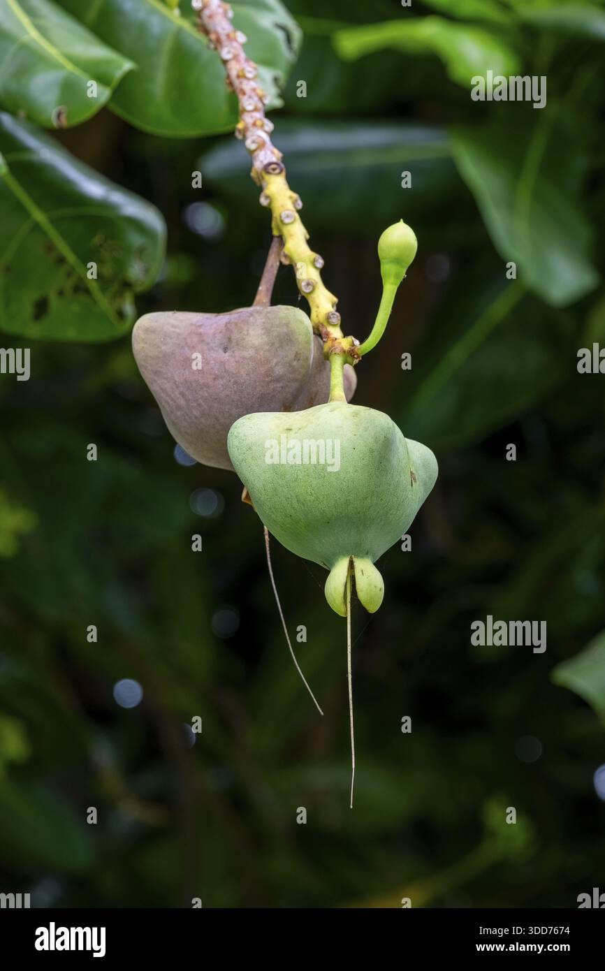 Fish poison tree hi-res stock photography and images - Alamy