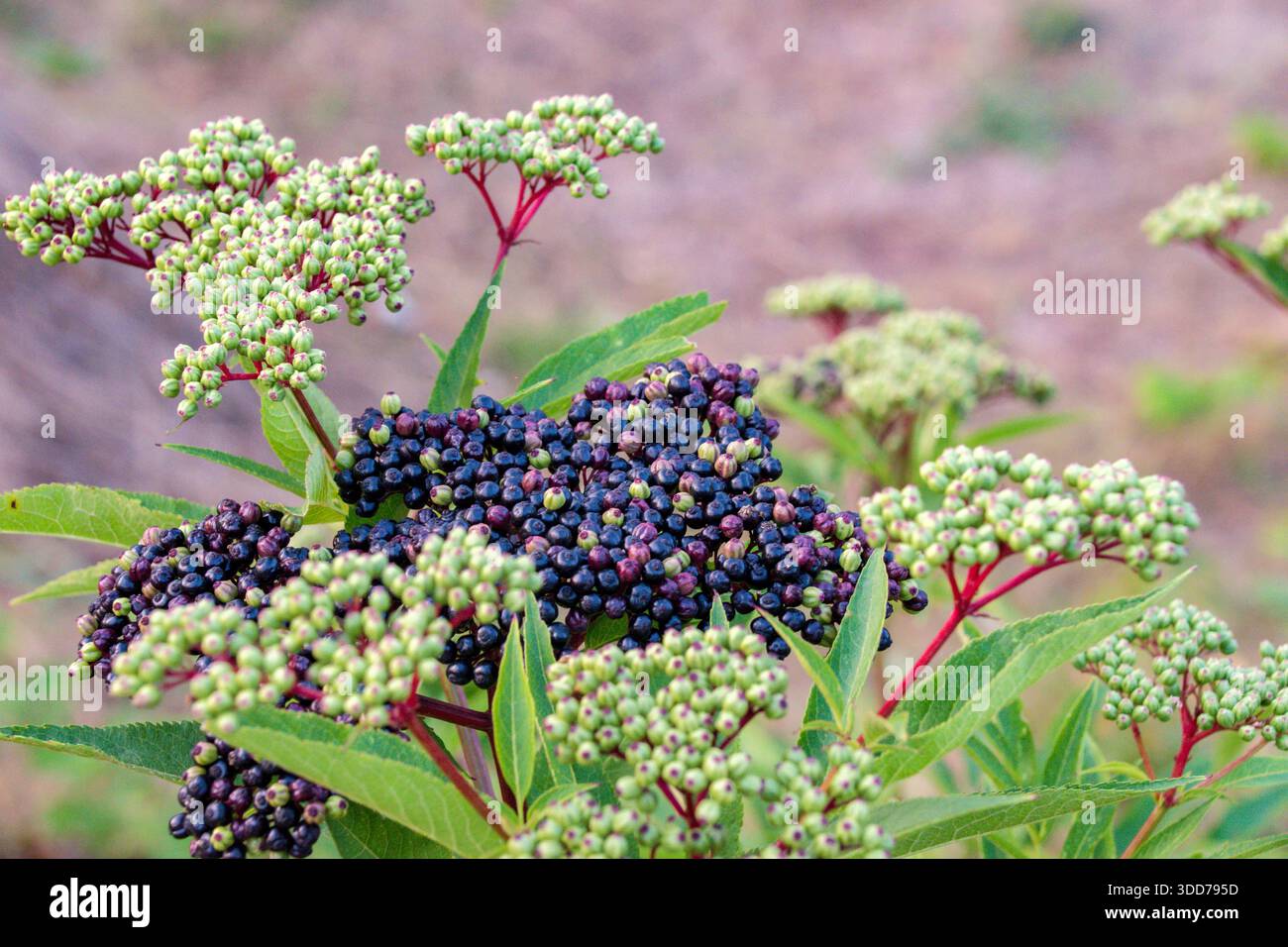 The elderberry (Sambucus nigra) is a small, deciduous shrub or tree ...
