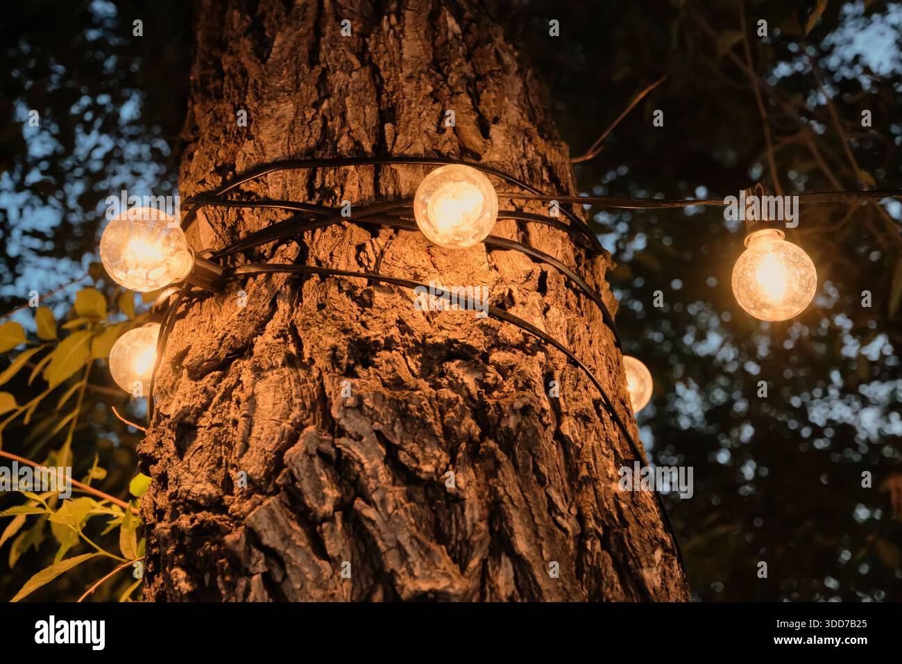 String lights wrap around tree trunk, glowing warmly in the evening Stock Photo