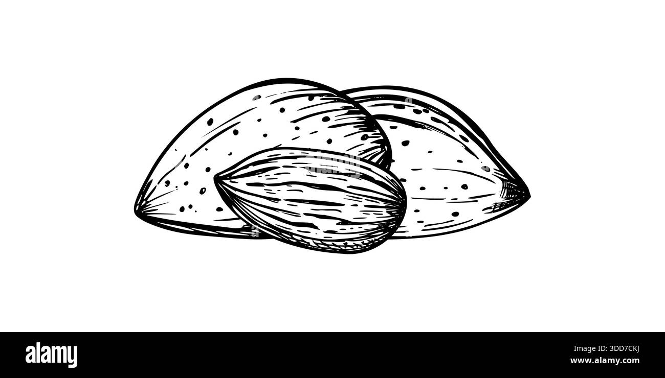 Almond nuts heap monochrome vector isolated composition. Etching ...