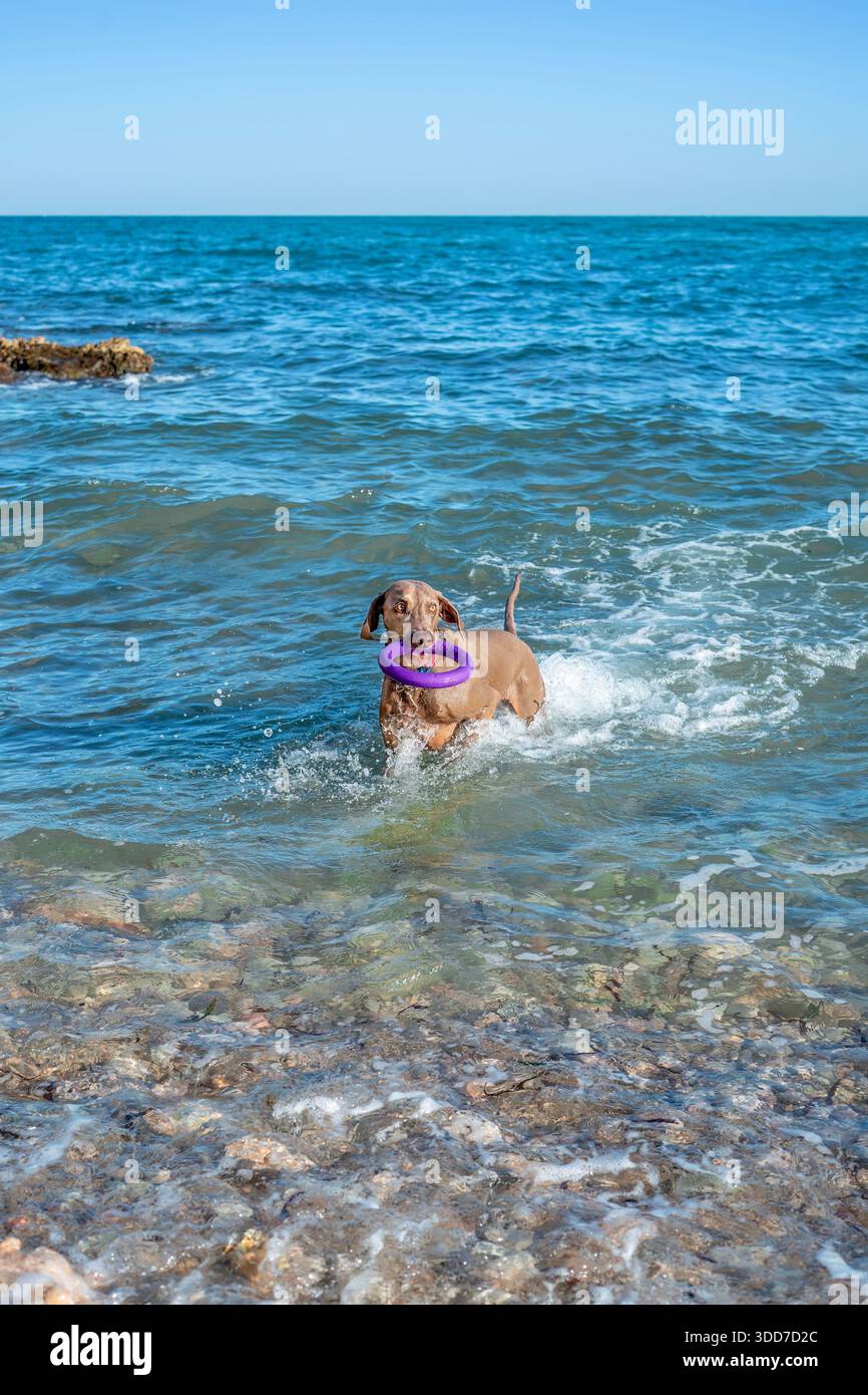 Weimaraner dog carrying a purple ring toy in its mouth while running through the ocean waves at a rocky beach Stock Photo