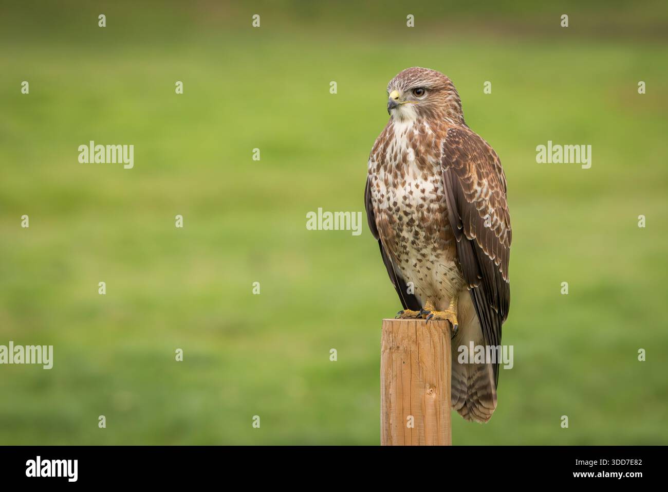 Common Buzzard [ Buteo buteo ] on fence post Stock Photo