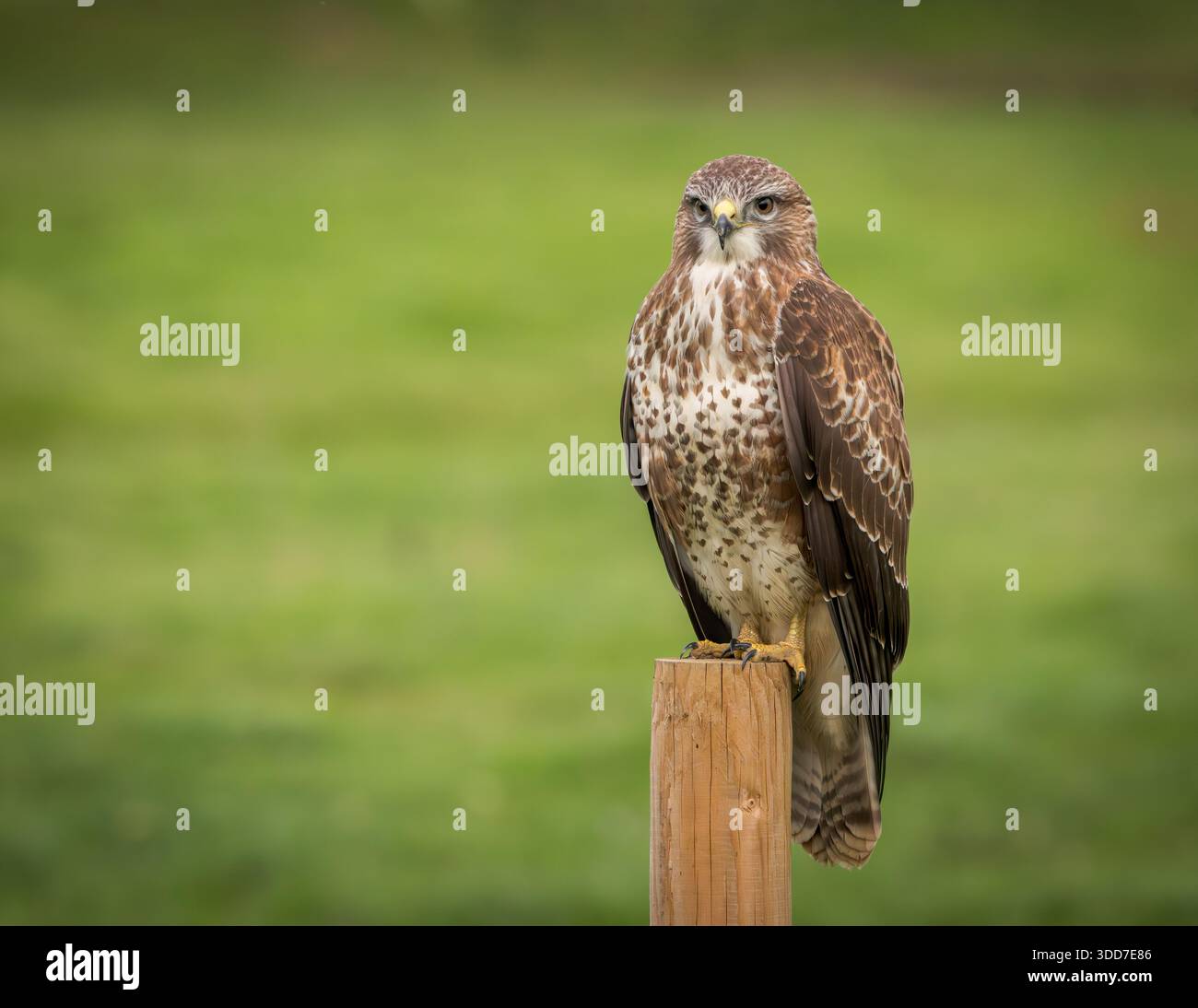 Common Buzzard [ Buteo buteo ] on fence post Stock Photo