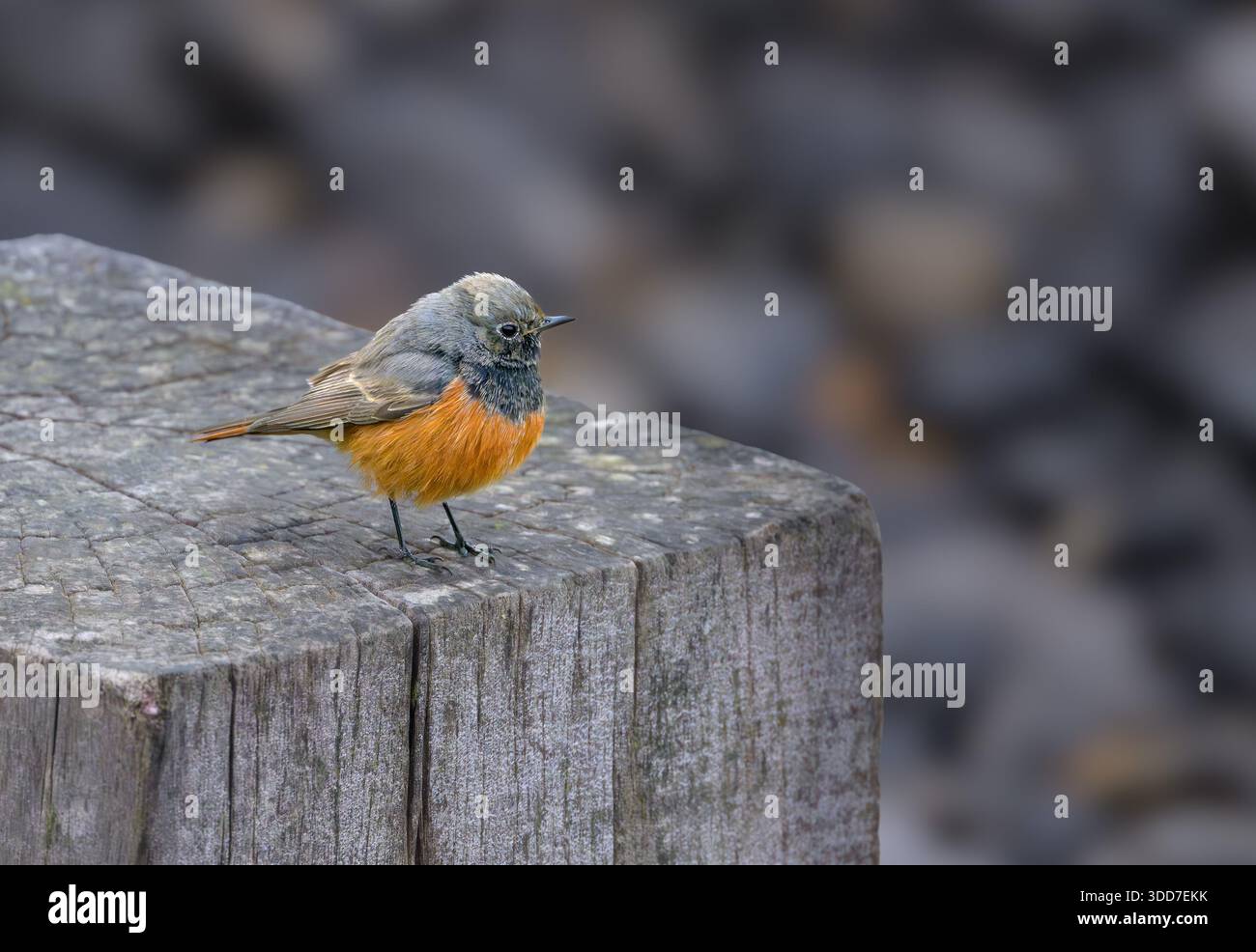 Black redstart hi-res stock photography and images - Alamy